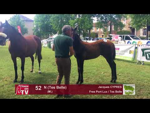 Sprinter Sacré Show 2018 : Lot 52 - N (Tes Belle)
