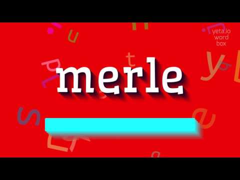 How to say "merle"! (High Quality Voices)