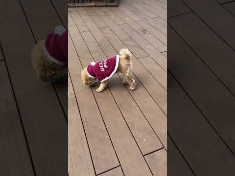 経営学科 ボールを追いかけるトイプードル15ヶ月 #toypoodle #トイプードル