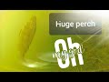 Video Thumbnail for fish underwater(yellow  perch)