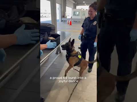 Police K9 Suddenly Goes crazy at Border Checkpoint #shortsfeed #wildliferescue #k9 #dog #policedog