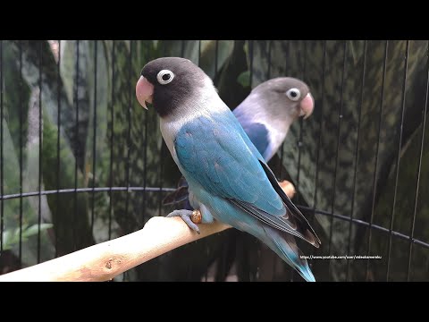 Lovebird Chirping Sounds 7 Hours - Blue & Cobalt Personata