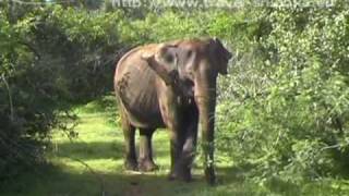 preview picture of video 'Yala National Park Sri Lanka. PL Tours & Travels'