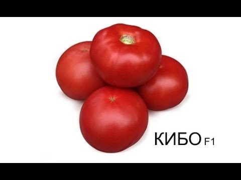 , title : 'Выращивание розового томата КИБО F1: уникальный томат для теплиц'