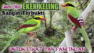 Download lagu Suara Pikat Burung Ekek Keling. Untuk Pikat Dan Pancingan. Sangat Terbukti. mp3 Download lagu Suara Pikat Burung Ekek Keling. Untuk Pikat Dan Pancingan. Sangat Terbukti. mp3