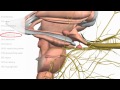 Cranial Nerves Basics - 3D Anatomy Tutorial