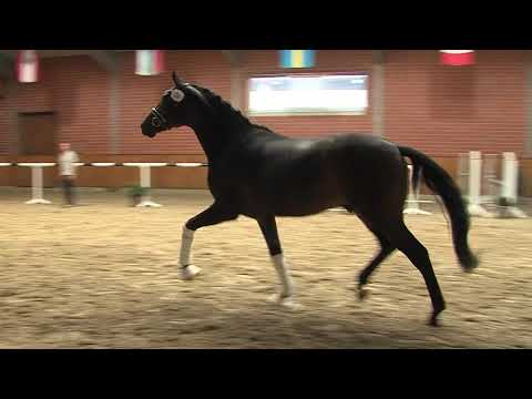 30. Meckl. Körtage 2020 - Kat.Nr. 28 Junghengst v. Fürsten-Look - Benetton Dream