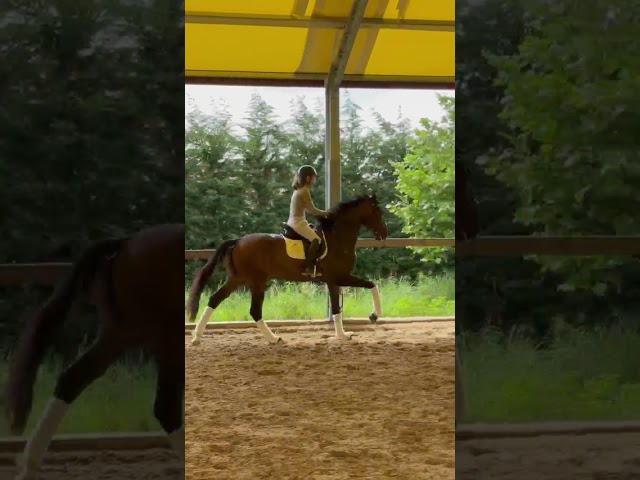 KWPN  castrone 4 anni 