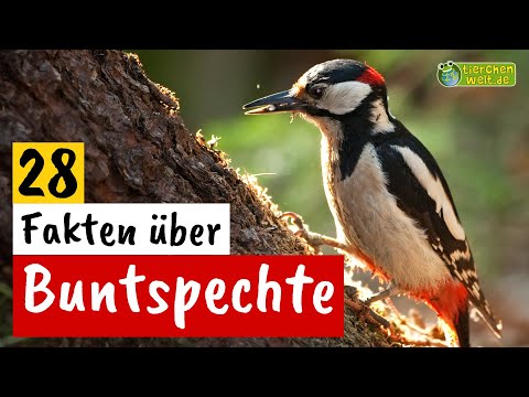 28 Steckbrief-Fakten über den Buntspecht - Doku-Wissen über Tiere - für Kinder