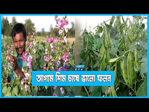 বাণিজ্যিক শিম চাষে ফিরছে কৃষকের ভাগ্য