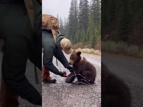 Grizzly Cub Freed — Mother Bear Charges From the Trees
