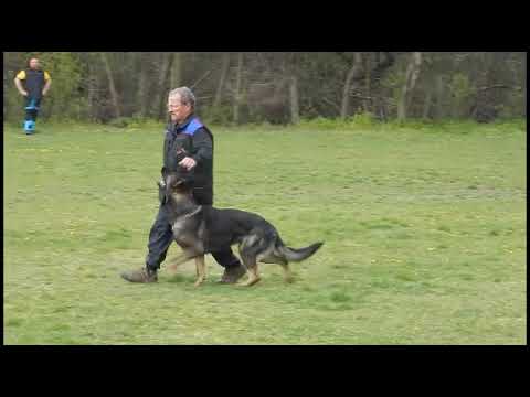 Schmoll-Kerti Rick IGP 1 vizsgája 2021.04.17.