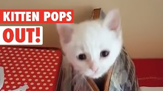 animale faza comica - pisica in poseta