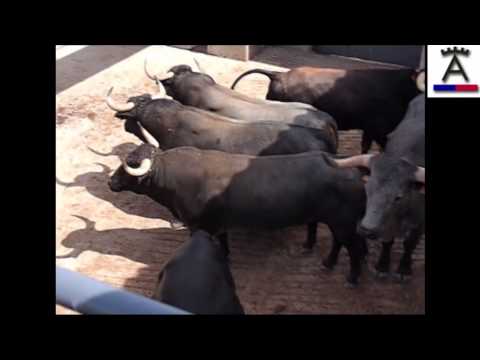 Embarque toros para corrida Valladolid 12 de septiembre 2015.