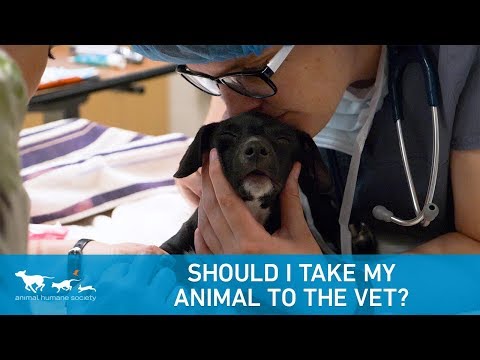 Should I Take My Animal to the Vet?