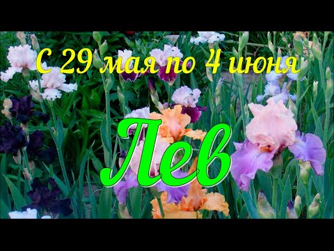 ЛЕВ ♌️Неделя с 29 мая по 4 июня.