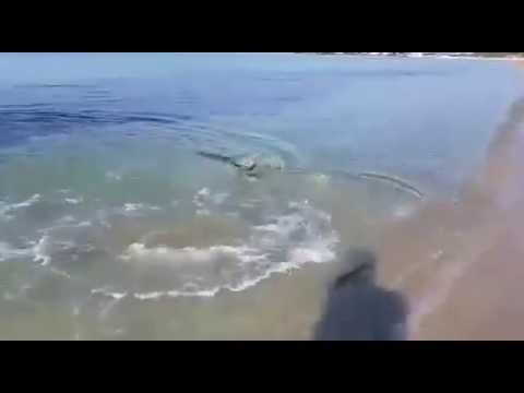 Salento, lo squalo insegue un branzino sulla riva a Punta Prosciutto