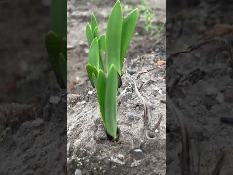 園芸 アガパンサスに関するよくある質問