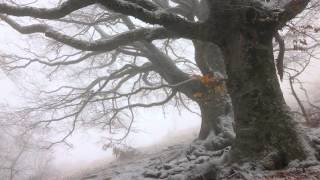 Алексей Салагаев-Season change  (Cover Royal hunt) 2016