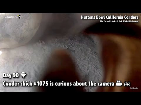 Huttons Bowl Condors🐦Day 90🐥Condor Chick #1075 Is Curious About The Camera🎥👀2021-07-09