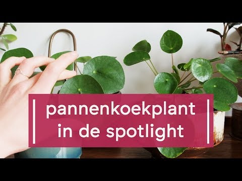 , title : 'Zo verzorg je de Pannenkoekplant/Pilea peperomioides'