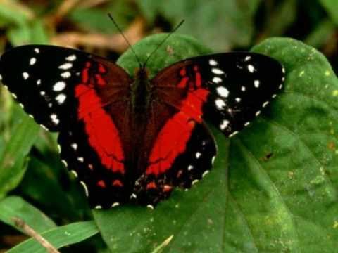 Cantique n°65 Voici le chemin