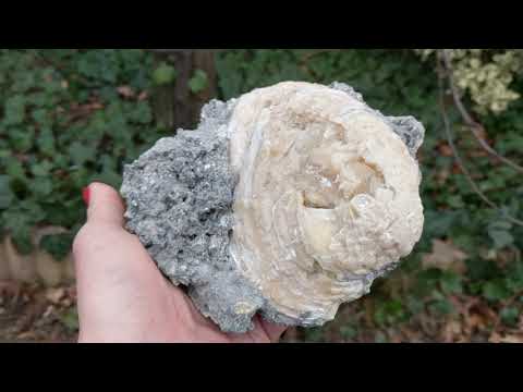 Fossilized 1.5 Million Year Old Mercenaria Permagna Honey Calcite Clams From Rucks Pit Florida