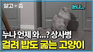 "누나 가지 마냥..." 최애 집사 출근길에 매일 세상 무너지는 고양이 뭉치｜고양이를 부탁해｜알고e즘