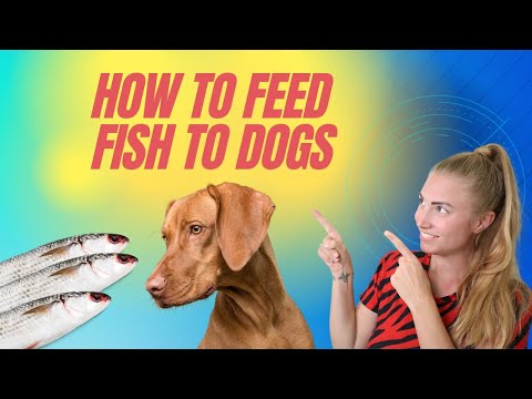 The Best Fish for Dogs & Cats! Best ways to Feed Fish & Omega-3