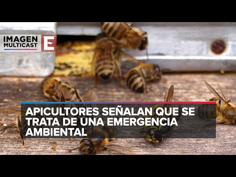 Nueva muerte masiva de abejas en Hopelchén, Campeche, por insecticidas