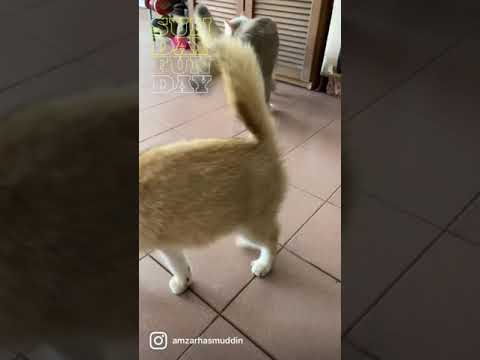 My little pumpkin british short hair ny11 and ay11..bonding time husband and wife ❤️❤️