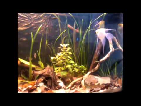 Skalary i Boliwijskie z ikrą