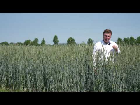 Winterroggen Fungizid-Strategievergleich