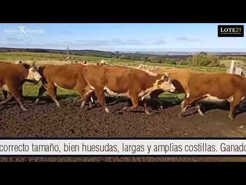 Rte 177 - Lote 31 - 26 Vacas de Invernada
