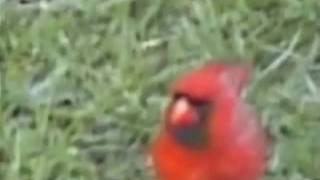 Birdie hop Cardinal Bishop!!!