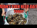 A BLUE CRAB *MUST WATCH* I NEVER SEEN SO MANY