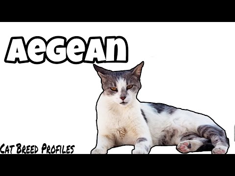 Aegean -Cat Breed Profiles-
