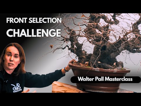 Monster Oriental Hornbeam Front Selection Challenge – Walter Pall Masterclass