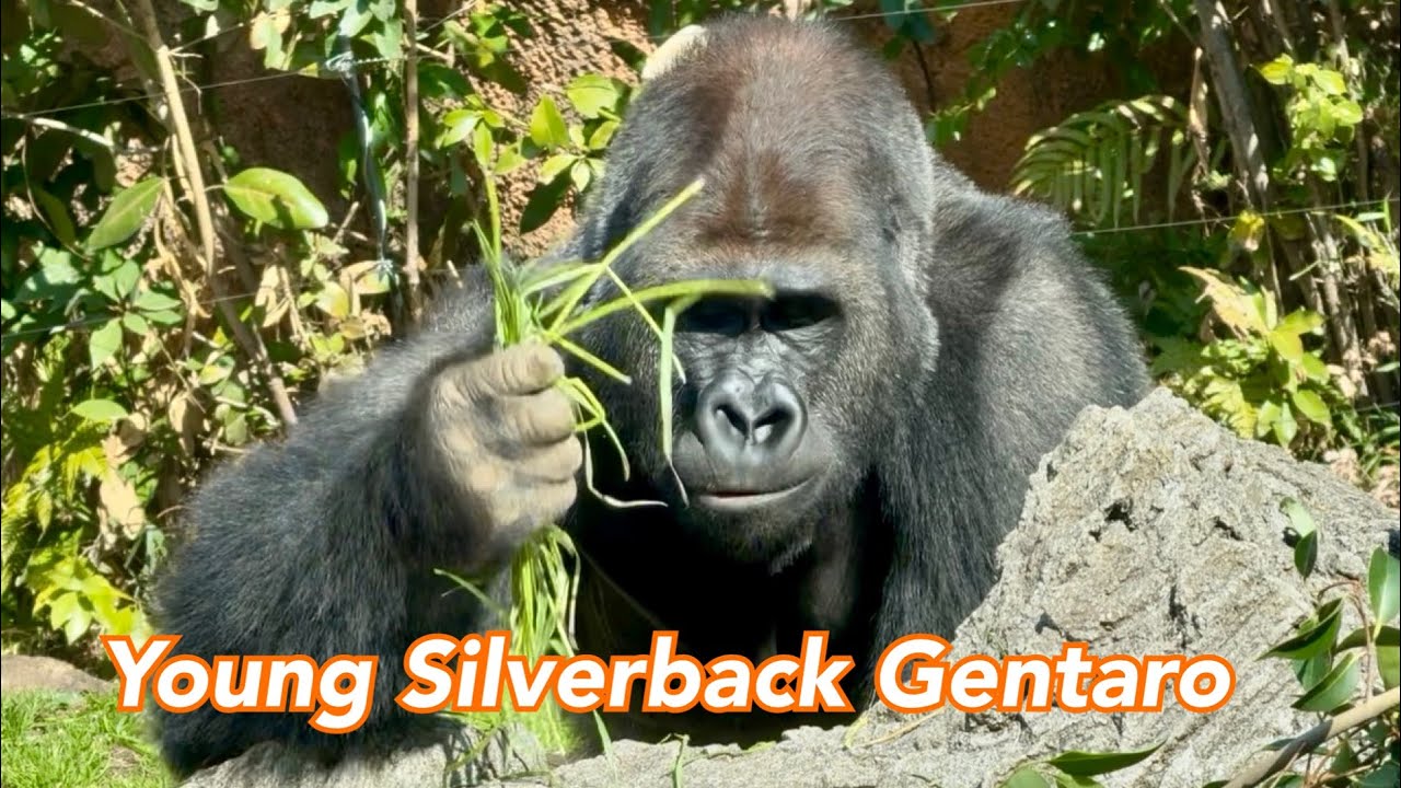 🌸春の心地よい日を浴びるゲンタロウ💙