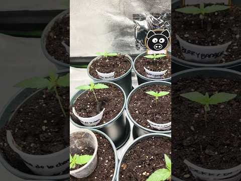 Autoflower Day 12 From seed #spiderfarmerled #sf1000 #today #trending #nature #plants #garden