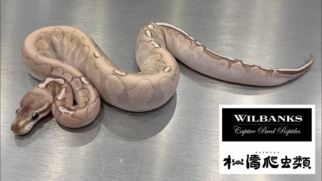 Wilbanks便ボールパイソン紹介ライブ🐍【渋谷松濤爬虫類】