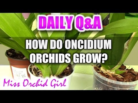 Q&A - How do Oncidium and intergeneric Orchids grow?