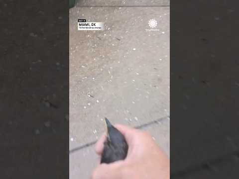 Man Saves Bird From Hail Storm