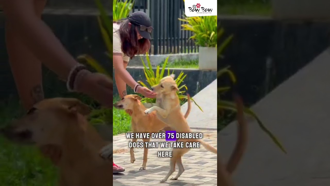 Build Baw Baw Animal Hospital video