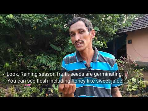 Icecream bean fruit # Inga Edulis #Sweet Icecream fruit # ಐಸ್ಕ್ರೀಂ ಬೀನ್ ಹಣ್ಣು #Best commercial fruit