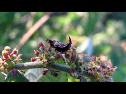 "TESOURINHA"  Ajeitando usas asas  - RIQUEZAS DA NATUREZA