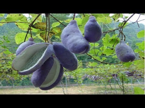 園芸 五葉あけび、チョコレート蔓