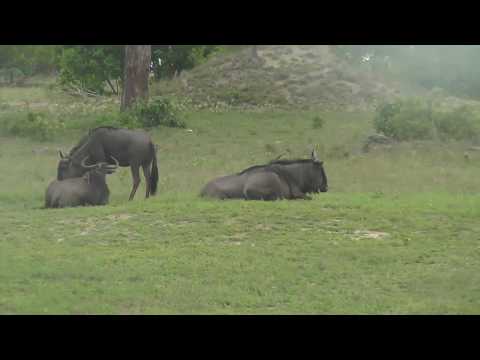Djuma: Wildebeest with young ones - 16:31 - 12/29/18