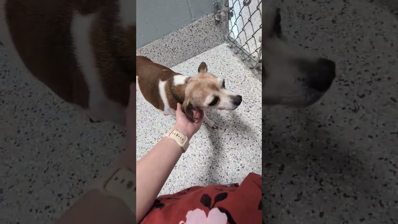 Enlarge Sydney, an adopted mixed breed in Mount Carmel, IL video 5/5