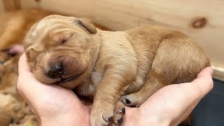 My ELEVEN Golden Retriever Puppies Turn 1-Week Old!